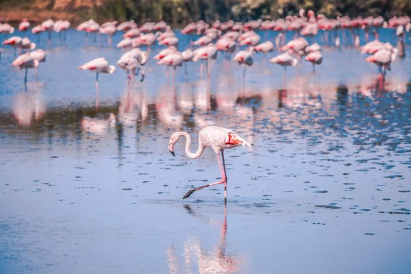 Où pratiquer l'observation des oiseaux dans le delta de la Camargue ?